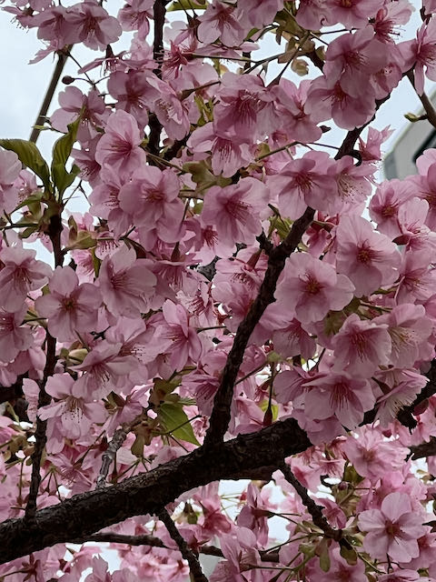 Sakura in Shibuya